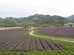 -曲江薰衣草庄园