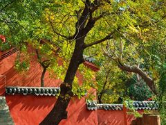 -广州市石门国家森林公园