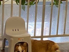 -柯斗斗主题餐厅·狗咖·围炉煮茶·茶饮(国瑞升平里店)