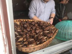 -邓氏兔头