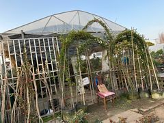 -龙大花卉苗木市场