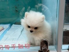 -FAELING PETS美天灵宠物(合生汇店)