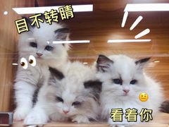 -猫十亿·布偶金渐层·曼基康矮脚猫舍(青年路店)