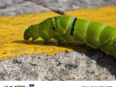 -VT101维多利广场