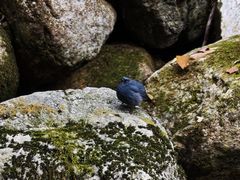 -牛背梁国家森林公园