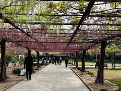 -嘉定紫藤园