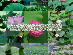 -莲湖公园