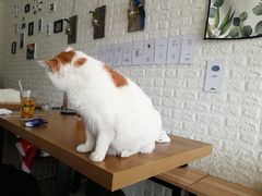 -平行世界·猫咖(首经贸店)