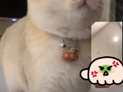 -欣宠猫屋·矮脚拿破仑·蓝金金渐层
