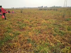 -解家河南菜(商鼎路店)