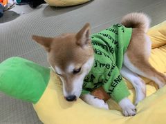 -逗柴咖啡屋·狗咖猫咖宠物桌游