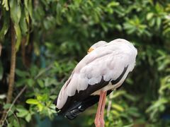 -吉隆坡雀鸟公园
