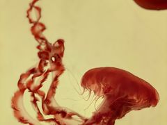 -沈阳海洋探索中心