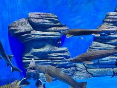 -石家庄极地海洋世界