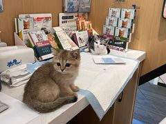 -pd派德宠物中心医院24H急重症·眼科中心·血液透析中心(嵩山北路店)