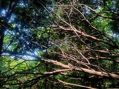 -黄埔油麻山森林公园