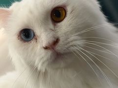 -飞行喵MR PILOT|猫舍·猫咖(静安大融城店)