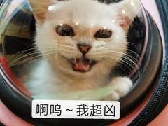 -柚子猫舍·精品猫舍购猫·猫咪认养·购宠·宠物店