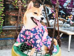 -柴犬高等学院·狗咖·柴犬售卖·宠物训练