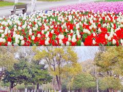 -上海鲜花港