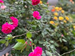 -循礼门鲜花花市(武汉循礼门店)