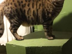 -猫猫幼稚园·撸猫·桌游·电玩