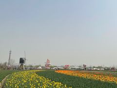 -荷兰花海