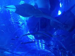 -成都浩海立方海洋公园