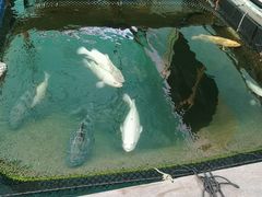 -蓝湾碧波·老字号·疍家非遗海上餐厅