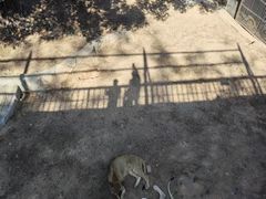 -深圳野生动物园