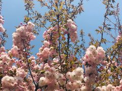 -古柏渡飞黄旅游区