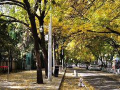 -三里屯东五街银杏大道