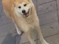 -寻乔记·焖烤鸡腿饼(文化路店)