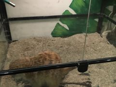 -藦茜花园宠物主题亲子互动体验馆(国顺东路店)