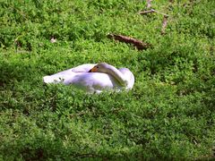 -北京麋鹿生态实验中心