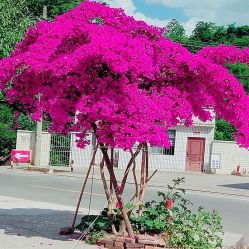 -Oasis Beauty水磨坊科技美肤中心