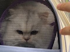 -四月宠物医院·猫专科·心脏专科·内科(转塘店)