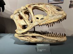 -自贡恐龙博物馆