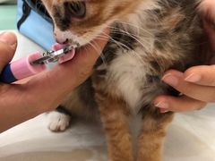 -瑞鹏宠物医院·骨科·猫科·内科(第一中心)