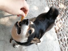 -柴犬高等学院·狗咖·柴犬售卖·宠物训练
