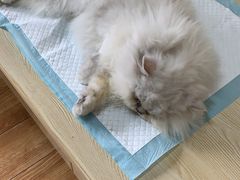 -乐派堂宠物医院·猫友好· 心脏科(东街店)
