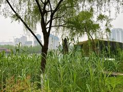 -洋湖国家湿地公园