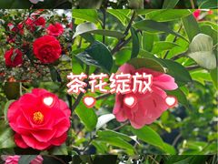 -南山植物园