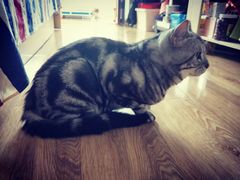 -瑞派福兴宠物医院犬猫全科·骨科·中西医结合(河东店)