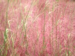 -艾溪湖湿地公园