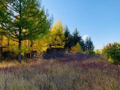 -塞罕坝国家级自然保护区