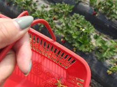 -上海都市菜园