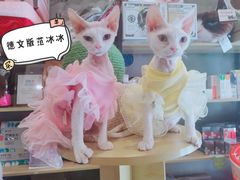 -十年猫舍·猫咪专门店(普陀店)