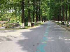 -黄海国家森林公园