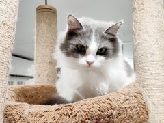 -楼上猫咖(罗湖店)